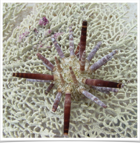 Slatepencil Urchin (Eucidaris tribuloides) with thick blunt spines.