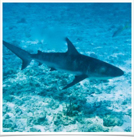 Solitary Tiger Shark (Galeocerdo cuvier) cruising the Bahamian reefs.
