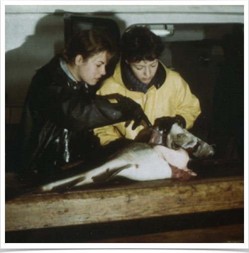 Dr. Alshuth and fish biologists research team examining cod for parasitic Lernaeocera found in the gills 