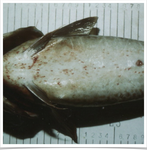 Examining fish parasite infestations