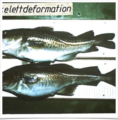 Fish biologists research team examining cod’s skeletal deformation - enlarged & short skull & deformed and abnormal  spines