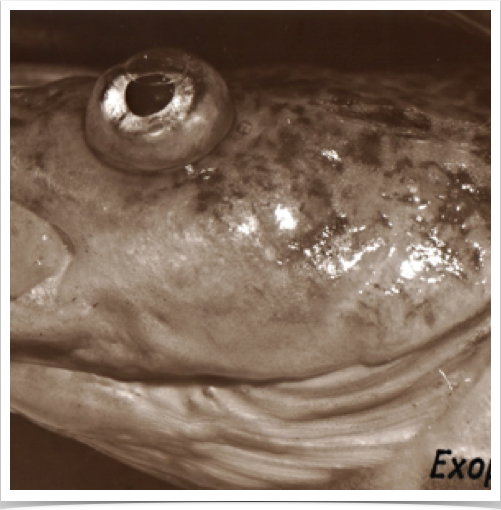 Examining cod fish diseases: Exophthalmus - enlarged eyes