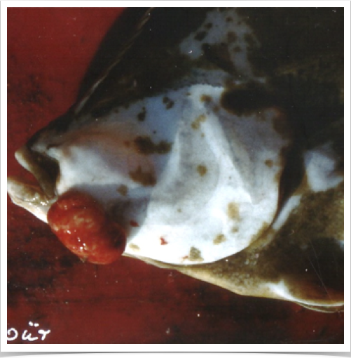Dr. Alshuth studying pathologic tumors on flatfish species - tumor seen here on Dab Limanda limanda