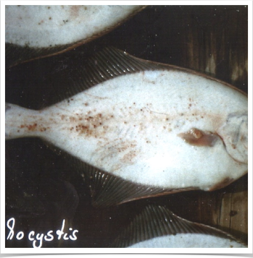 Infestations of parasitic Lymphocystis  on flounder (Platichthys flesus)