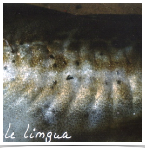 Parasitic Cryptocotyle lingua infesting tissues of pelagic pollock (Pollachius virens)