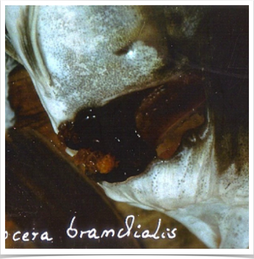 Parasitic Lernaeocera branchialis attached to the gills of pelagic pollock (Pollachius virens)