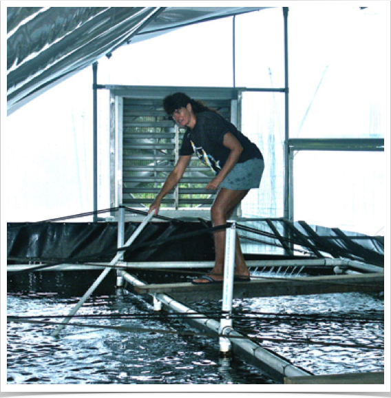 University of Florida’s Shrimp Aquaculture Demonstration Project. Dr. Alshuth's turn for shrimp raceway maintenance and feeding.