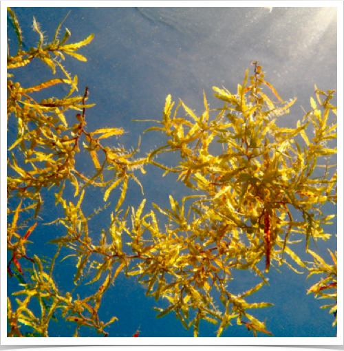 Floating Sargasso Weed. Bermuda is located near the western edge of the Sargasso Sea.
