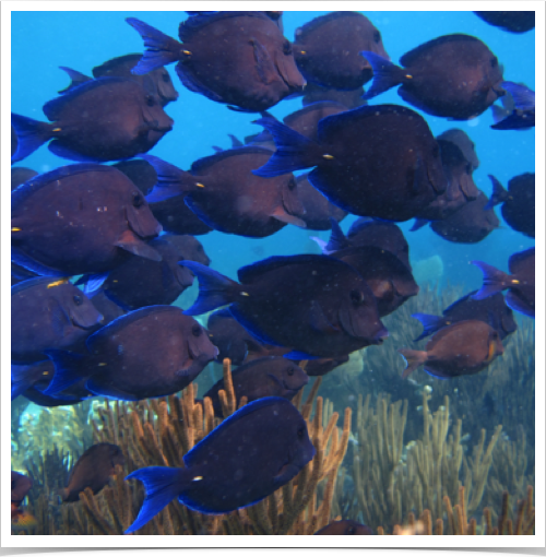 Bermuda is warmed by the nearby Gulf Stream, inhabiting tropical coral reef communities with schooling Blue Tang. 