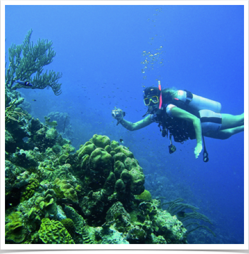 Dr. Alshuth exploring Bermuda's tropical reef ecosystem and its biodiversity.