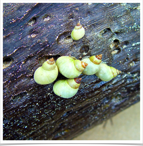 Lime colored periwinkle (Littorina angulifera) on driftwood tree in Cayos Zapatilla.
