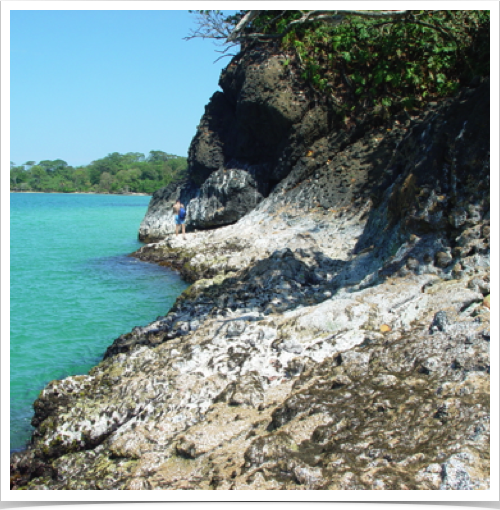 Exploring Bocas Del Drago's rocky intertidal communities.