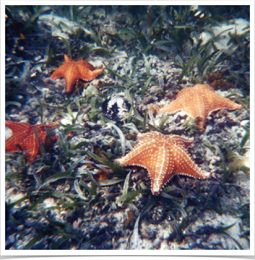 Cushion Stars (Oreaster reticulatus) among the Turtle Grass seagrass beds.