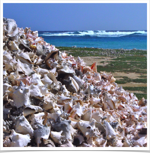 Remnants of the past - shell mountains of Queen Conch at fishing village in Lac Cay, Bonaire - when conch was a delicacy. 
