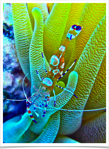 Spotted Cleaner Shrimp (Periclimenes yucatanicus) - associate with anemones.