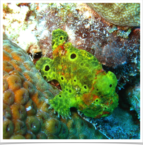 Frogfish (Antennarius multiocellatus) - can change color to blend in with surroundings. 