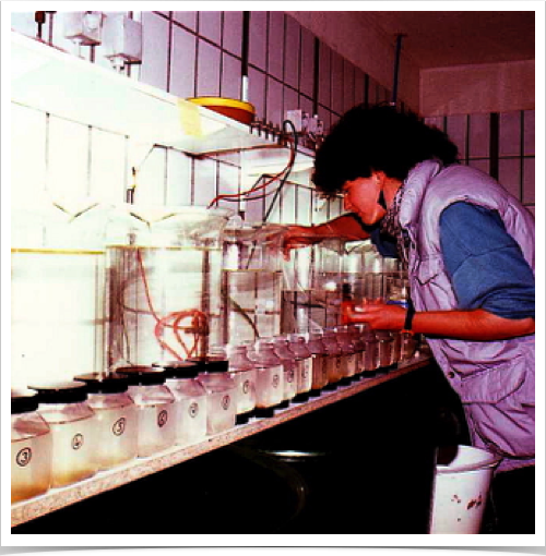 Dr. Alshuth transferred artificial fertilized sprat eggs in temperature control research lab to rear sprat larvae for otolith increment studies.
