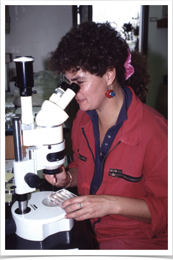 Dr. Alshuth examining ichthyoplankton collections and  sorting sprat eggs for transfer to the laboratory.