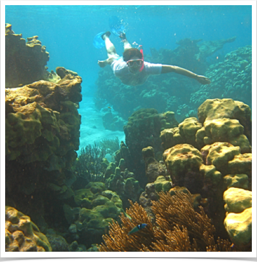 Dr. Alshuth exploring the Tobago Cays' pristine reef system and its diverse hard coral formations.