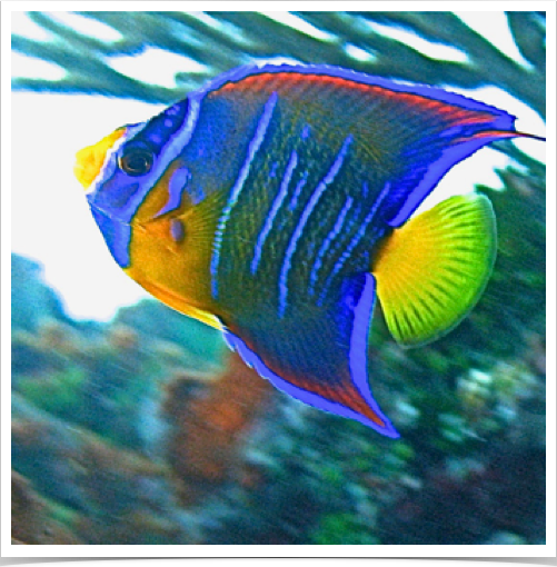 Queen Angelfish ((Holacanthus ciliaris) juvenile's blue colors help them to blend in with the reefs. 