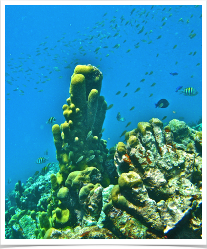 Spectacular deep water vistas with unusual Pillar Coral formations at seaward reef slope of Horseshoe Reef in Tobago Cays. 