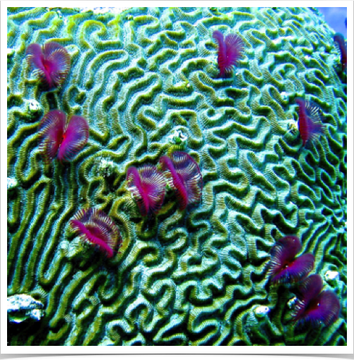 Split Crown Feather Duster Worms (Anamobaea oersted)- violet variety - on Brain Coral. 