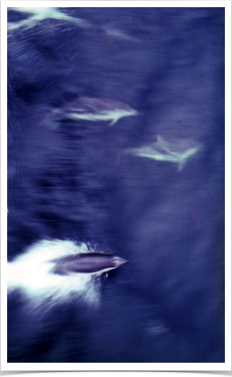 Porpoises riding the HUDSON’s  bow pressure wave 