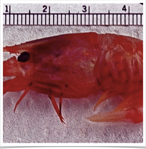 Midwater shrimp