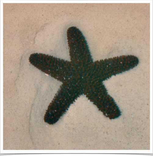 Thorny Sea Star (Echinaster echcinophorus) - found in nearshore communities and on shallow reefs.