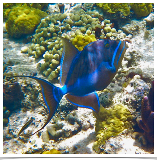 Queen Triggerfish (Balistes vetula) - found at coral and rocky reefs surrounding Providenciales Island.