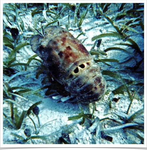 Spanish "Slipper" Lobster in Turtle Grass Beds at Lizard Island reef.