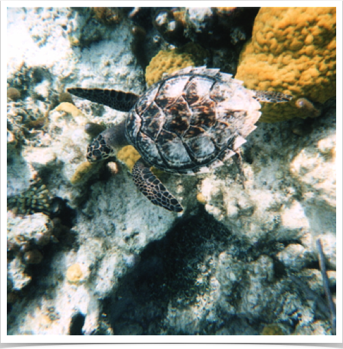 Hawksbill sea turtle (Eretmochelys imbricata) - a critically endangered sea turtle - at Grace Bay reef.