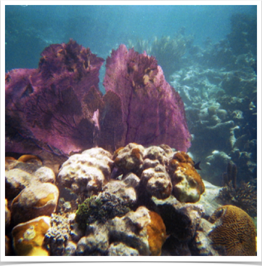 Soft coral seafans and scleractinian corals - impacted by annual hurricanes and sedimentation.
