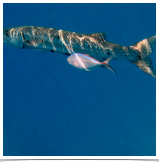 Great Barracuda (Sphyraena barracuda) - Bar Jack (Caranx rubber) association: protection benefit from other predators. 

