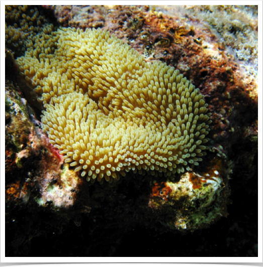 Sun Anemones (Stichodactyla helianthus) form dense, carpet-like clusters - at Key Cay, BVI.