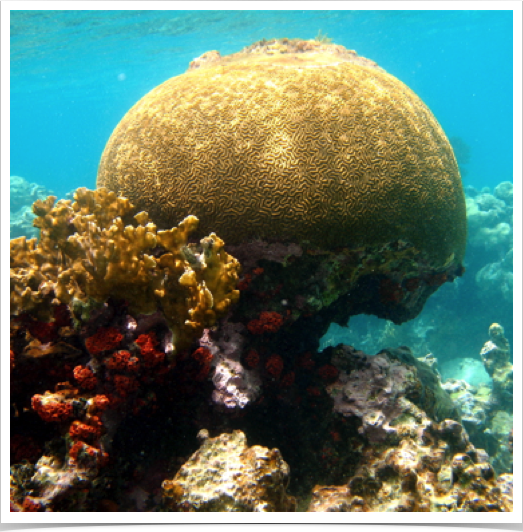 Bioerosion on Brain Coral -  a dynamic process pertaining to complex ecological impacts within coral reefs.