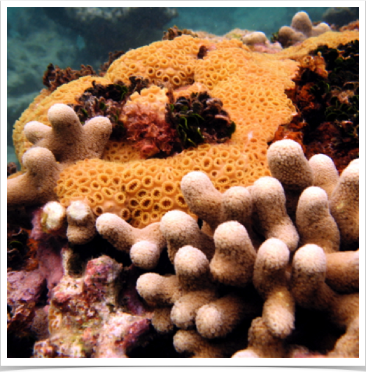 Reefs dominated by encrusting Zoanthid (Palythoa caribaeorum) - overgrowing stony corals.