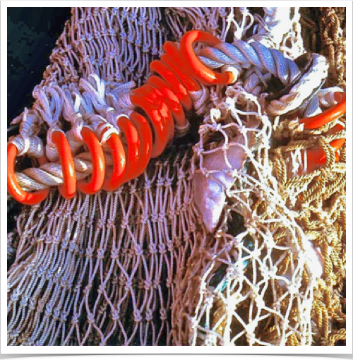 Bottom and pelagic trawl were deployed from the research vessel