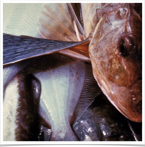 Demersal fish biodiversity study and population density study of the European Sapphirine Gurnard (Trigla hirundo)