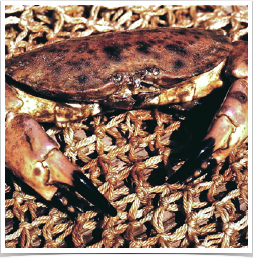 The Edible (Brown) Crab (Cancer pagurus) can reach max. carapace width of 30 cm