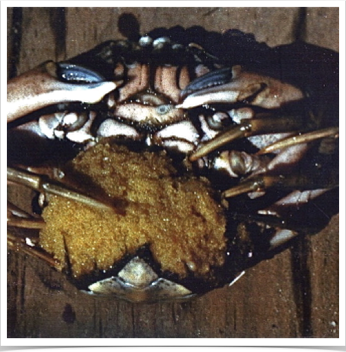 Benthic invertebrates biodiversity study of the Shore Crab (Carcinus maenas ), a native to the European Atlantic coast - seen here with egg mass