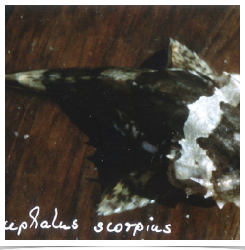 Shorthorn Sculpin (Myoxocephalus scorpius)