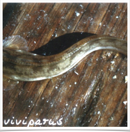 The viviparous blenny, known as Eelpout (Zoarces viviparus) is a suitable biomonitor species in European estuarine & coastal oceans
