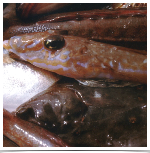 Demersal fish population study  of the Common Dragonet (Callionymus lyra) and European plaice (Pleuronectes platessa)